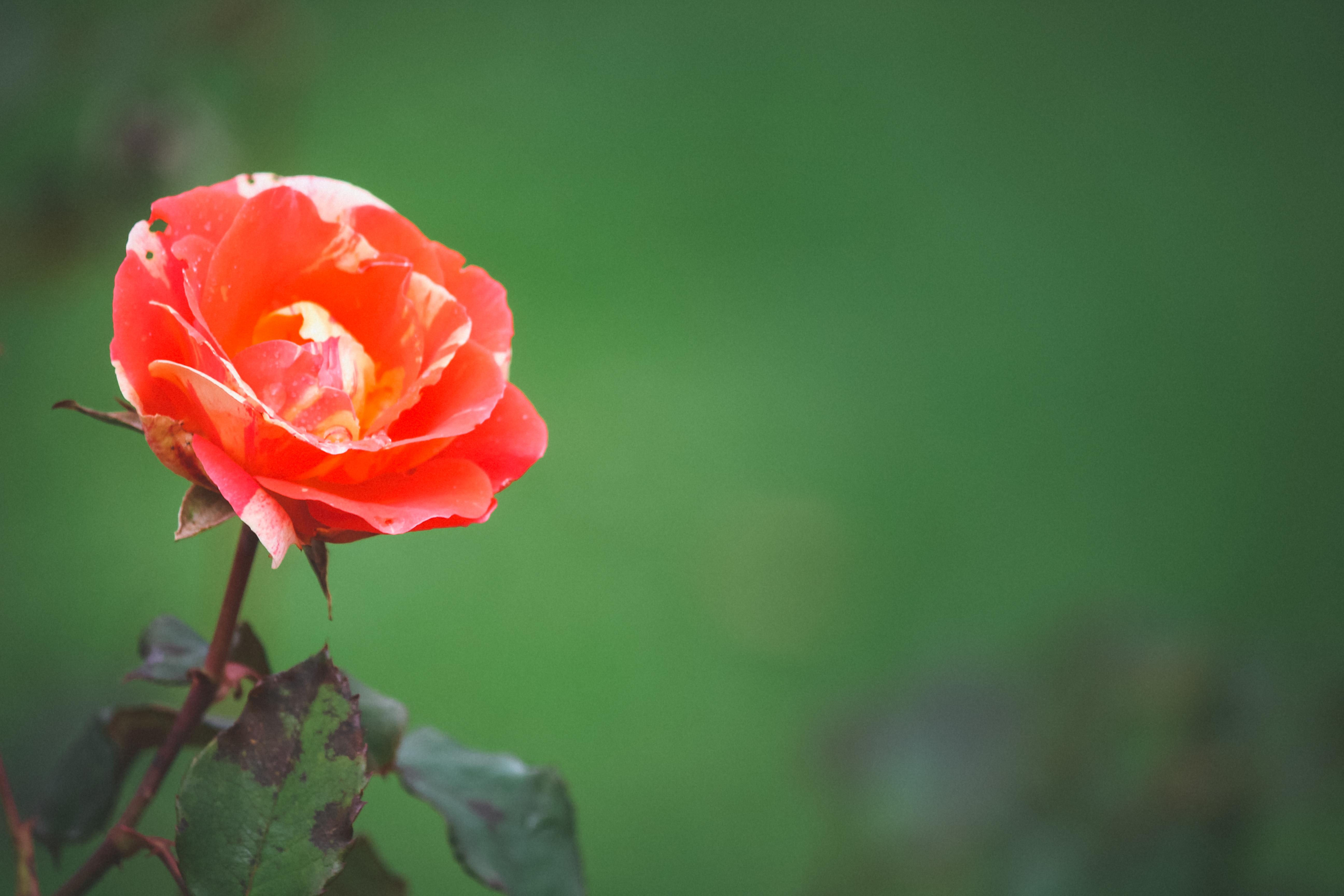 ROSE – The Bottom Line